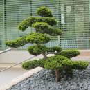 Bonsai