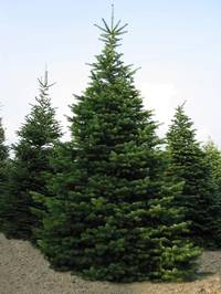 Nordmanntanne als Weihnachtsbaum