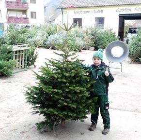 Weihnachtsbäume 2015