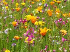 Blumenwiese